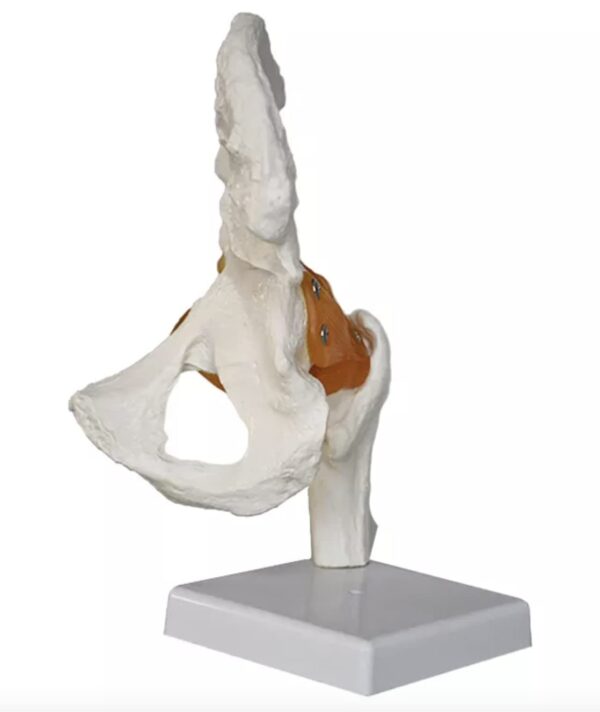 Human Hip Joint Model with Ligaments ✮ Scientific Life Size with Premium Display Base ✮ Best Teaching Tool for Patient Education & Anatomy Study .MANNHEAL