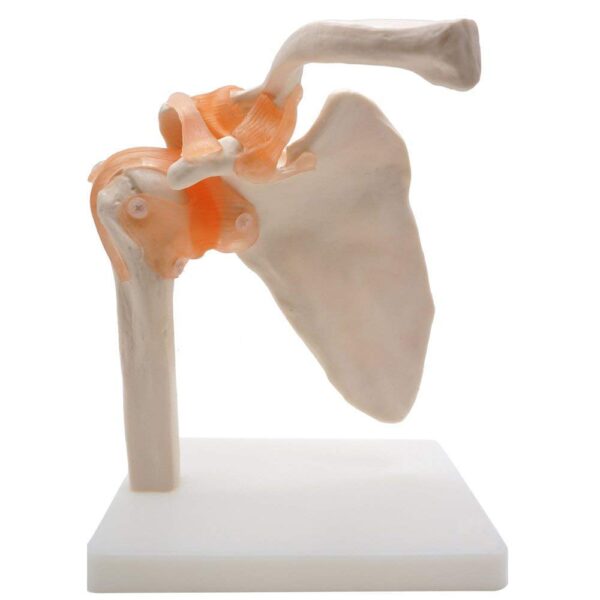 Shoulder Joint Model -MANNHEAL