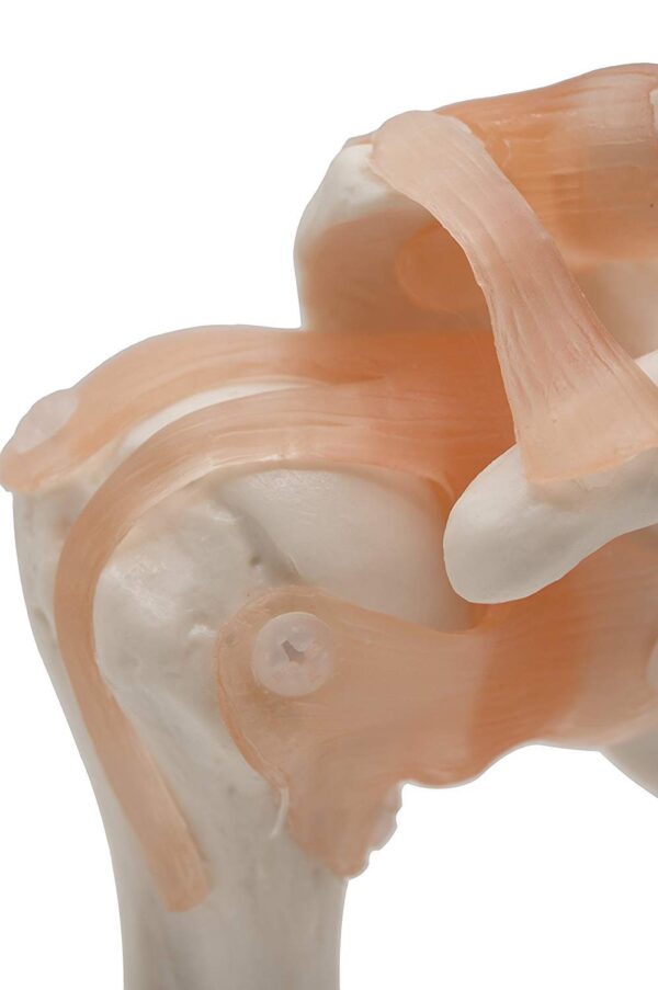 Shoulder Joint Model -MANNHEAL