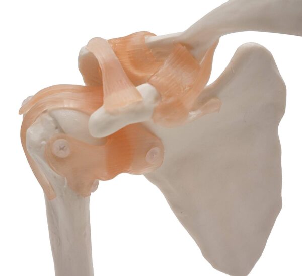 Shoulder Joint Model -MANNHEAL