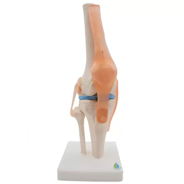 Knee Joint model With Ligaments PVC, Fiber, Silicone Material .MANNHEAL