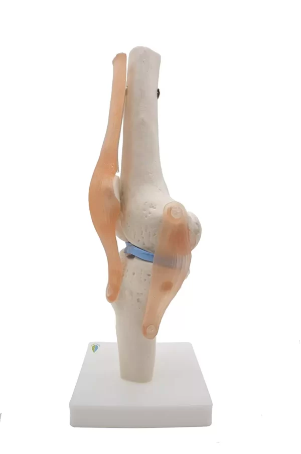 Knee Joint model With Ligaments PVC, Fiber, Silicone Material .MANNHEAL