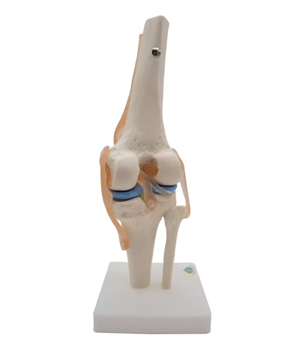 Knee Joint model With Ligaments PVC, Fiber, Silicone Material .MANNHEAL